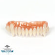 Dracula FX Teeth - Renfield