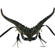 Venetian Lace Horned Mask with earrings
