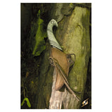 Elven Knife with Holder, Brown