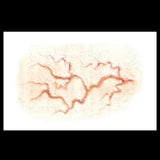 Veins large FX Transfers Tinsley